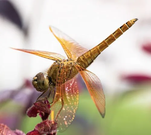 این عکاس در حال جشن گرفتن موجودات کوچک از طریق تصاویر نزدیک است