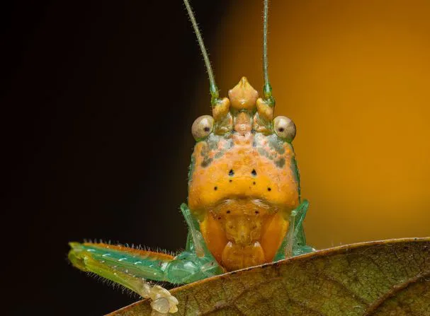 4-202506231412161323332204979770915270 این عکاس در حال جشن گرفتن موجودات کوچک از طریق تصاویر نزدیک است