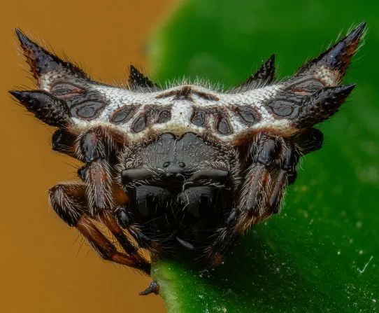 wp-image257499066893815934 این عکاس در حال جشن گرفتن موجودات کوچک از طریق تصاویر نزدیک است